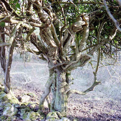 AJ | Projects | Adam Jansch | Jansch&#x20;track&#x20;&#x27;Trees&#x27;&#x20;featured&#x20;on&#x20;Diplodisc&#x20;Sampler